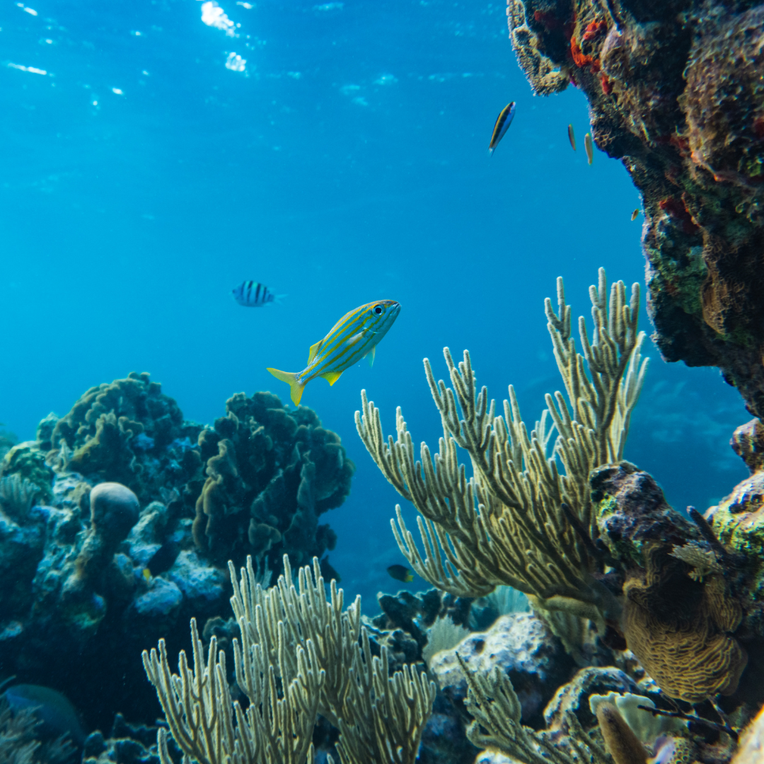 Application notes (25)