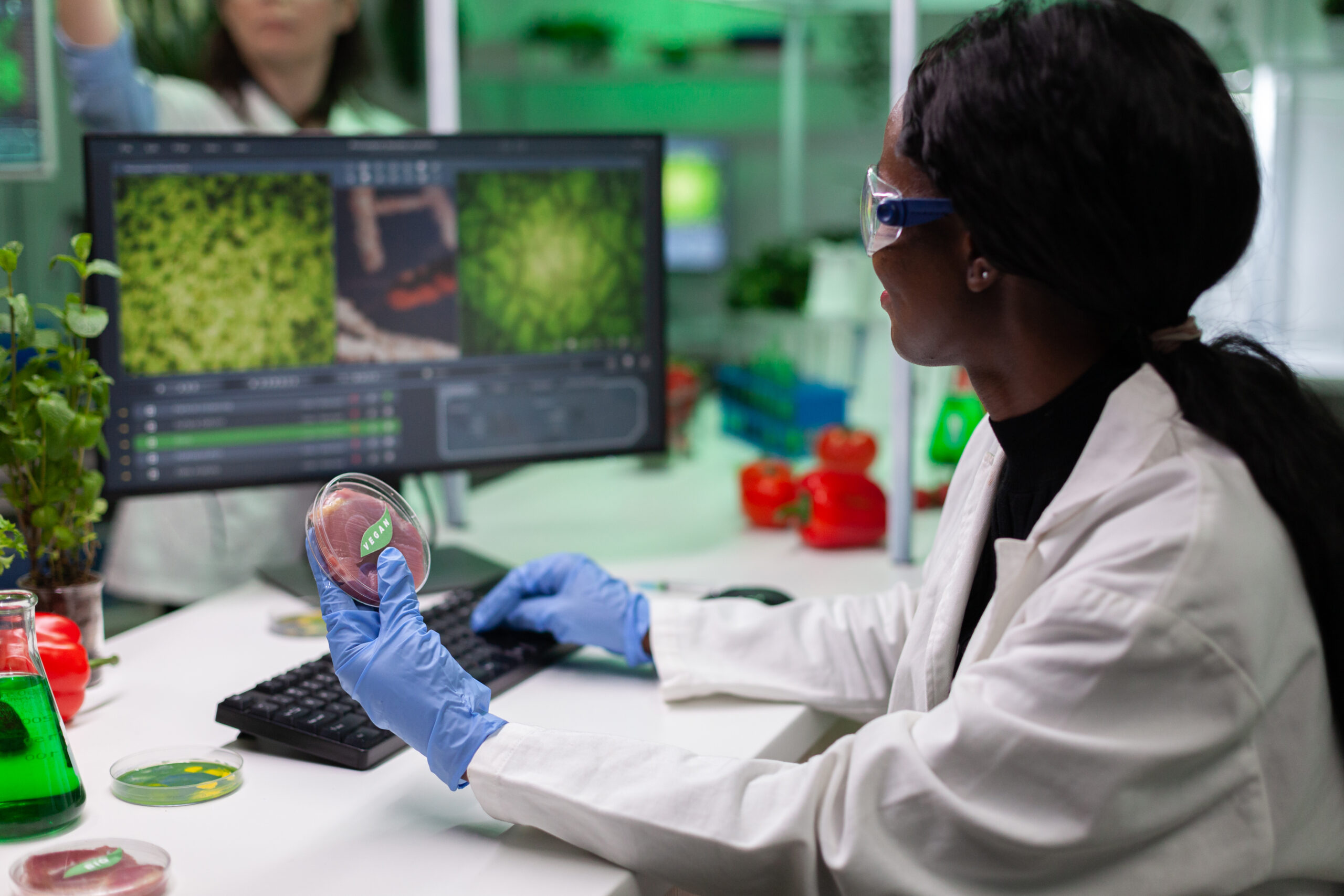 Scientist researcher holding petri dish with vegan meet typing microbiology expertise on computer. Biologist working on plant-blased beef substitute in biology hospital laboratory