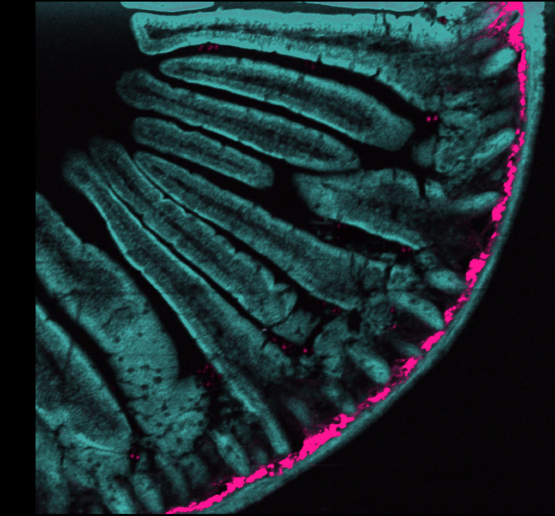 Multiphoton Microscopy of Mouse Intestine