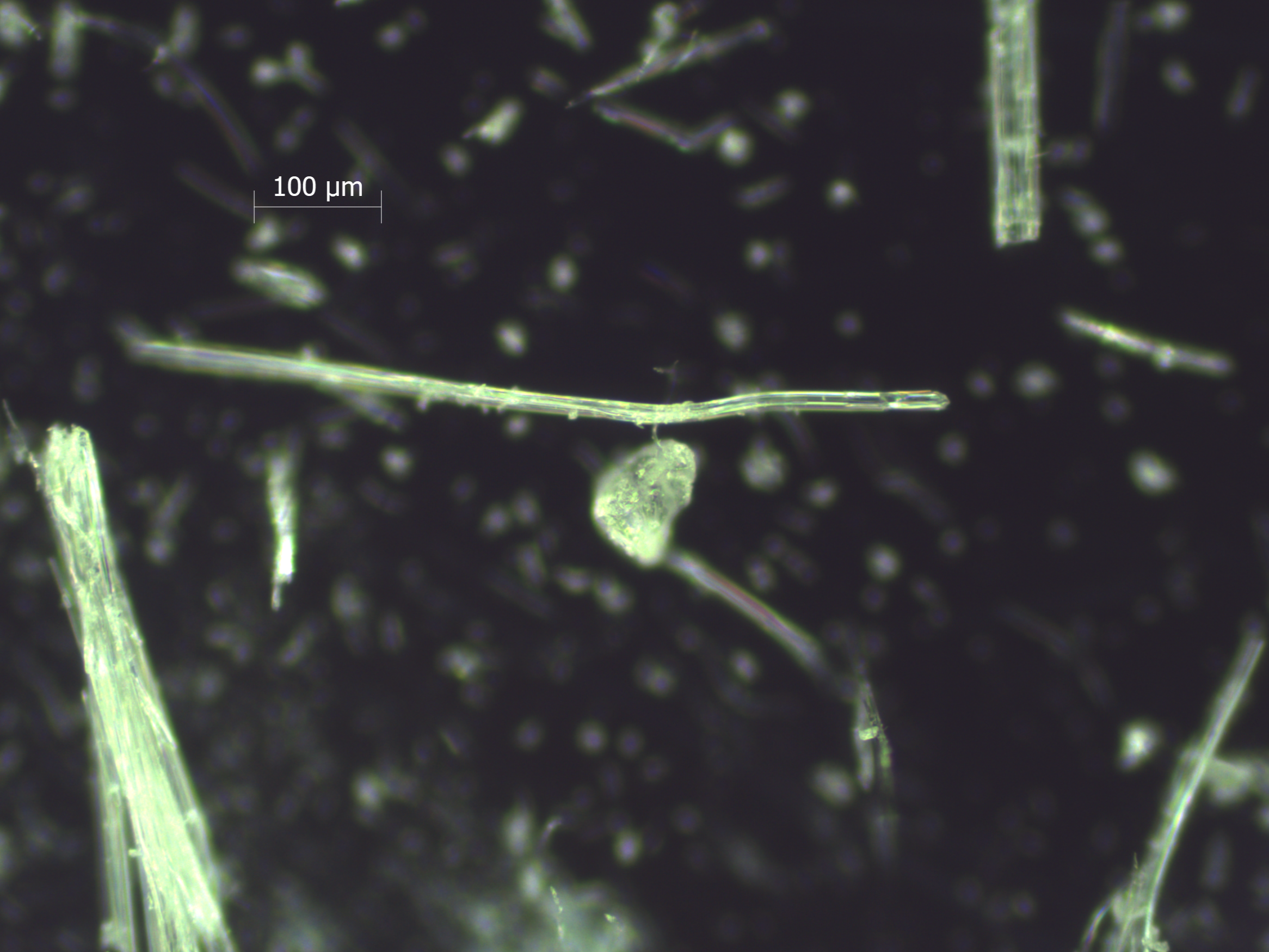 picture of polymorphs df (1)