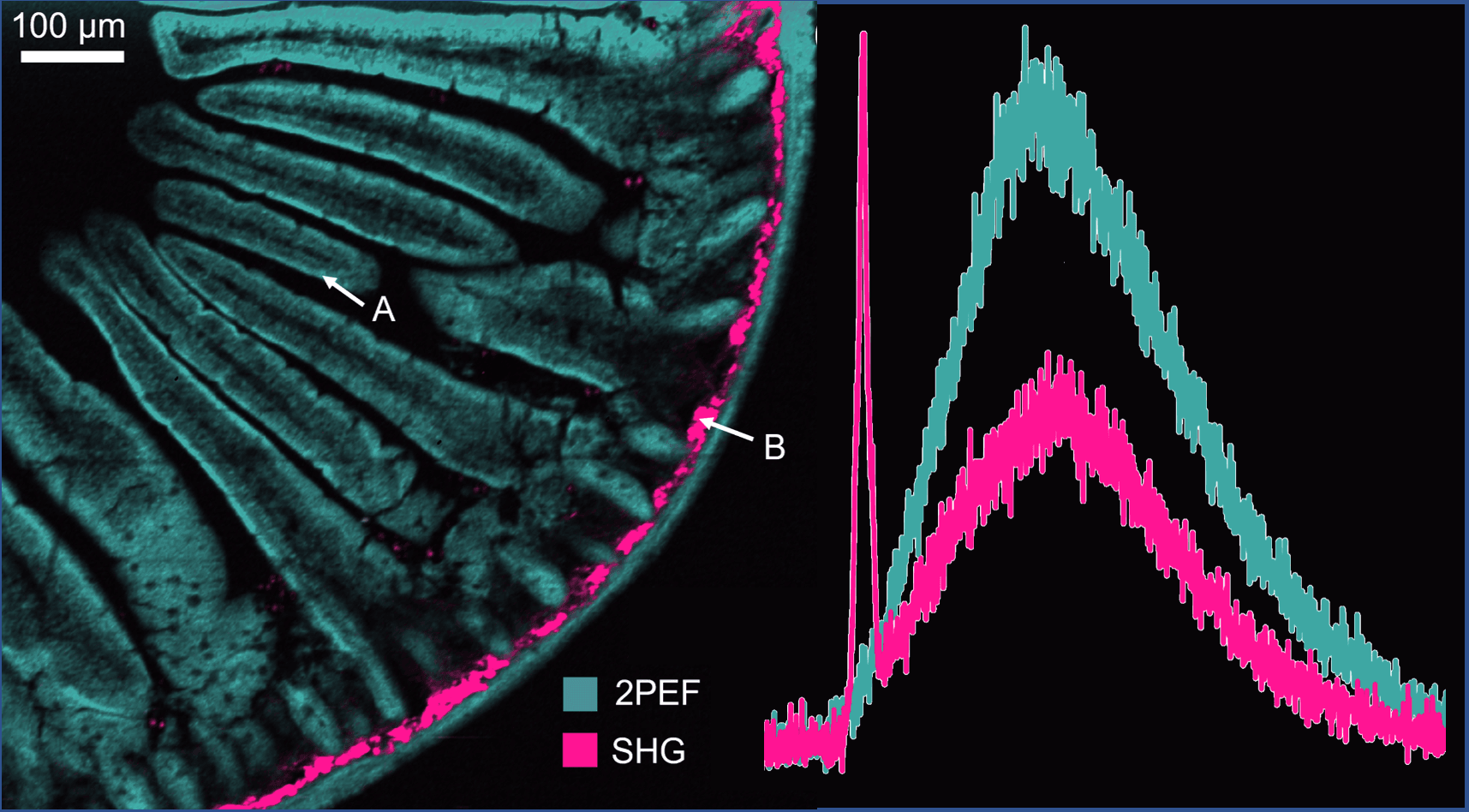 Map of the Month – Imaging Mouse Intestine