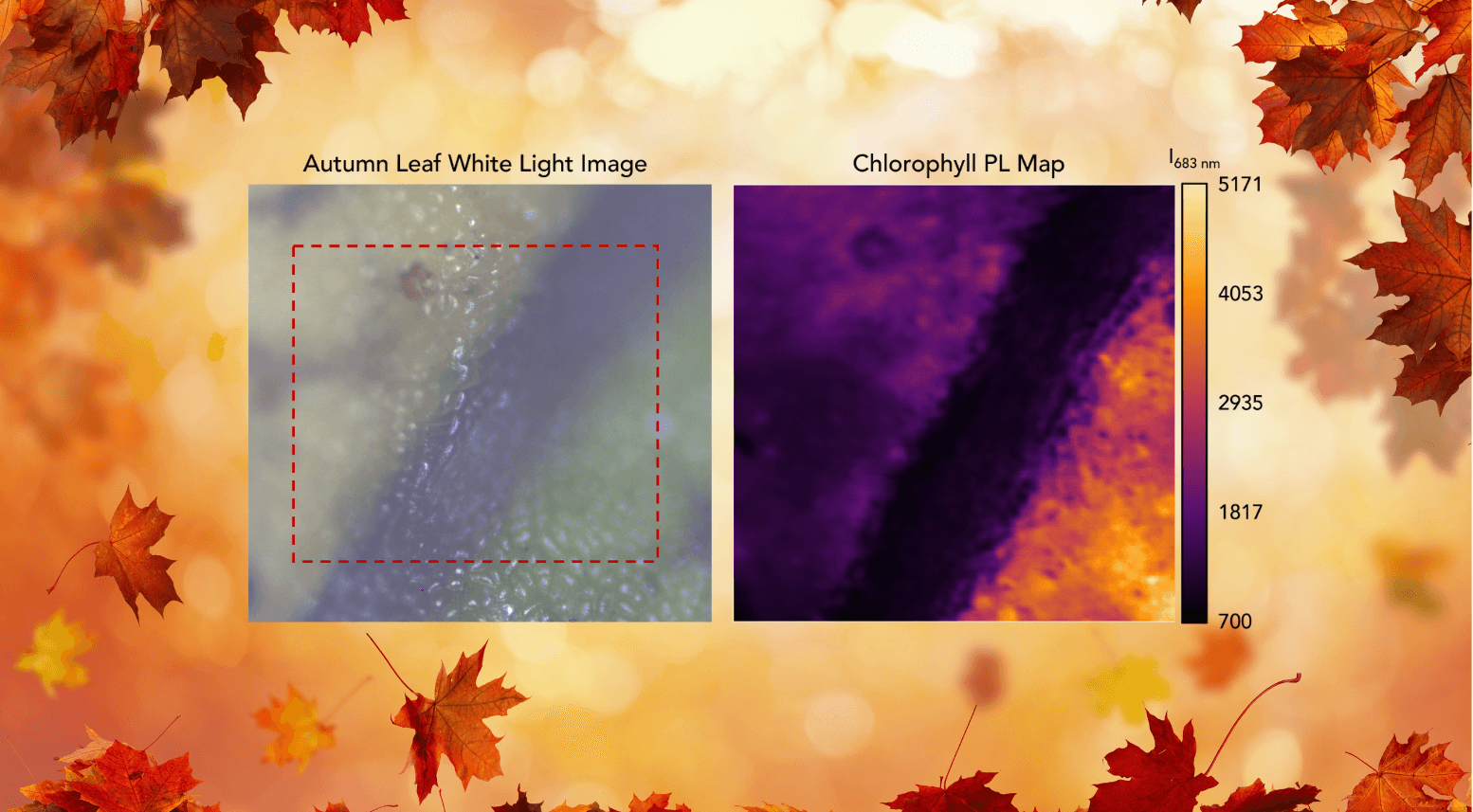 Map of the Month – Autumn Leaves