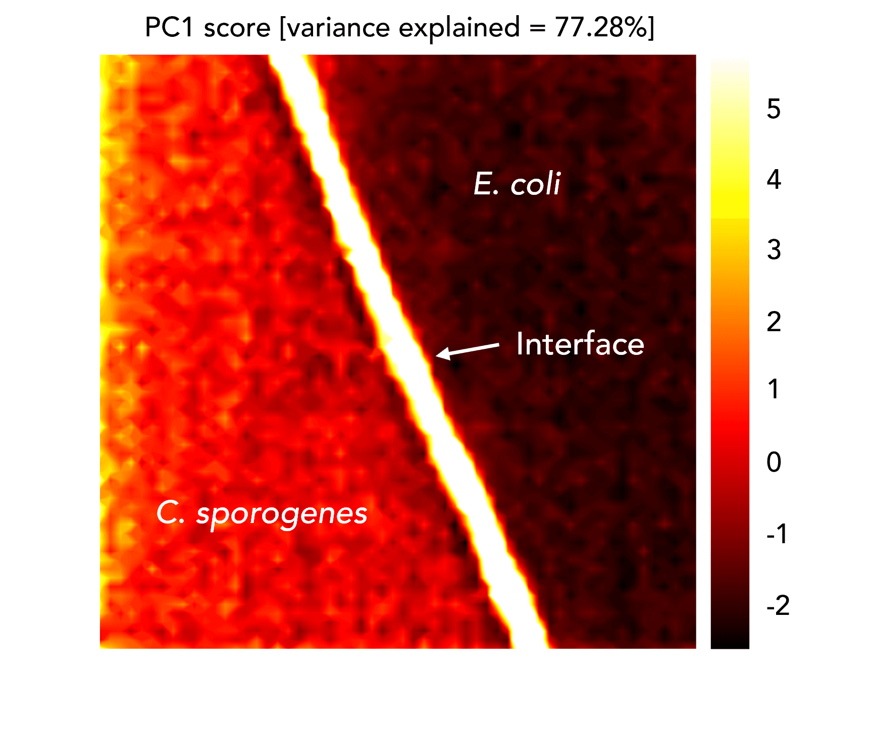 Map of the Month – Bacteria