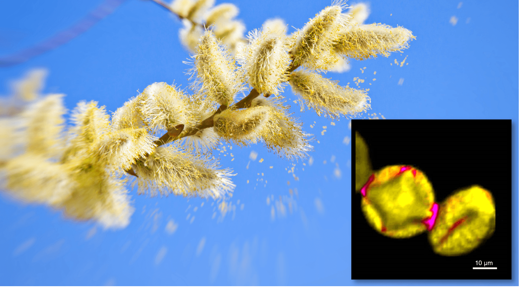 Map of the Month - Pollen
