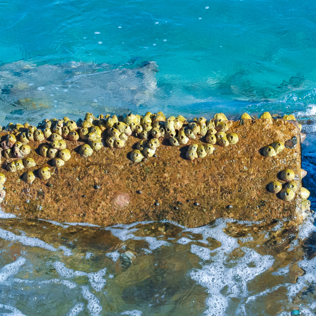 Marine Pollution (2)