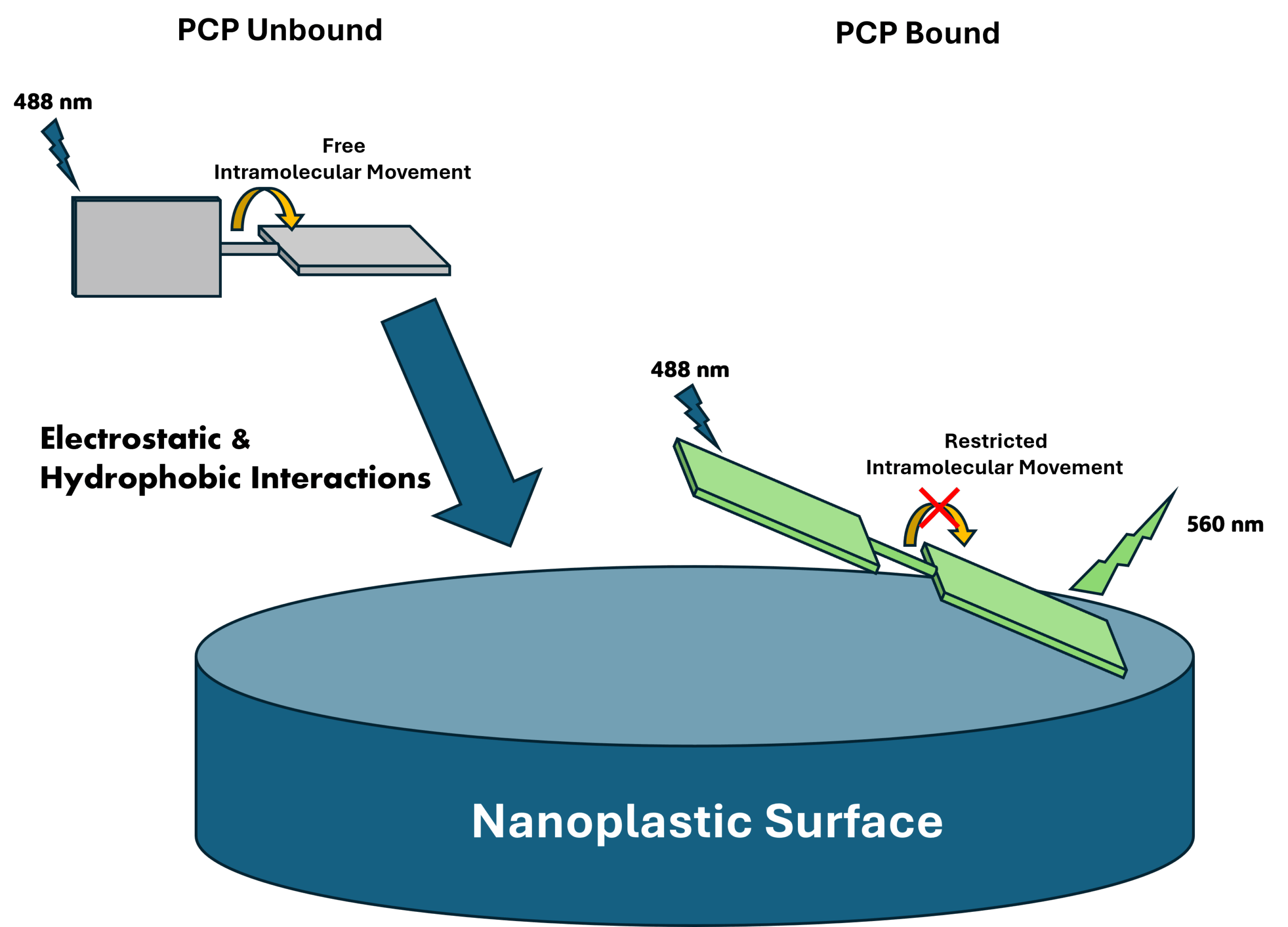 PCP binding to the nanoplastic surface. 